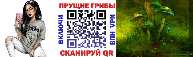 ОМГ ОМГ Кизляр Псилоцибиновые грибы Cubensis
